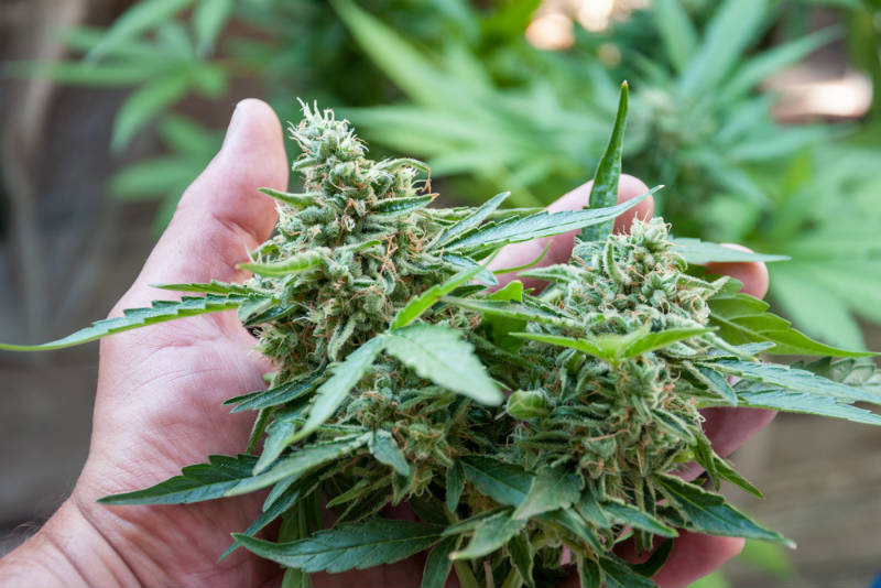 Cannabis Plant & Cannabidiol