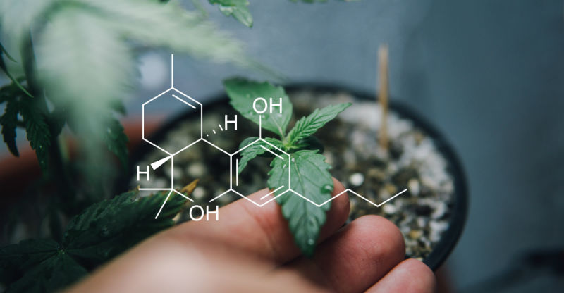 Does CBD Affect Your Social Interactions
