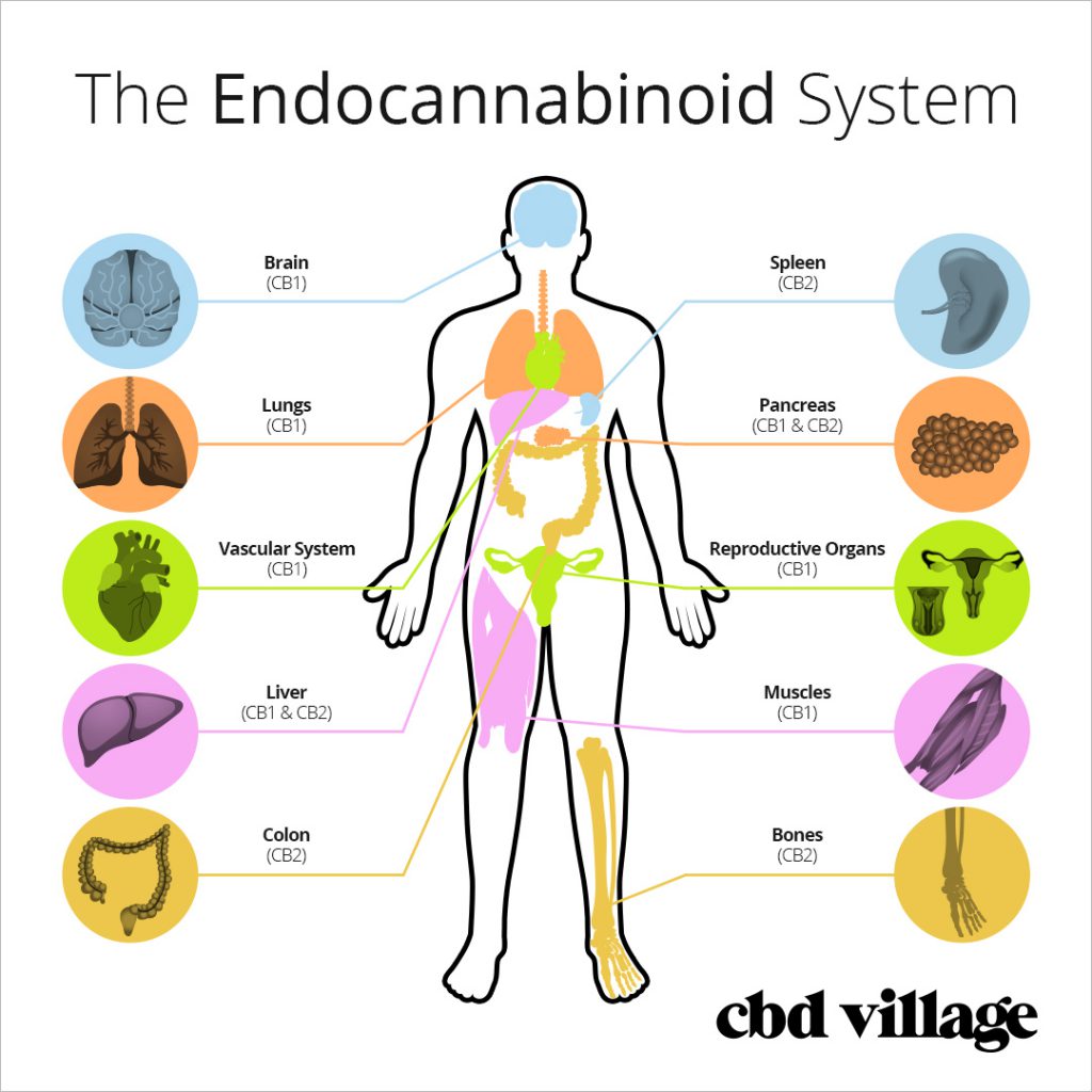 The Ednocannabinoid System