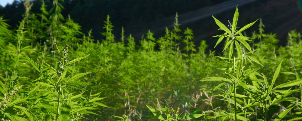 Growing Hemp In The United States