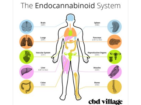 endocanabidoid system human cbd village main