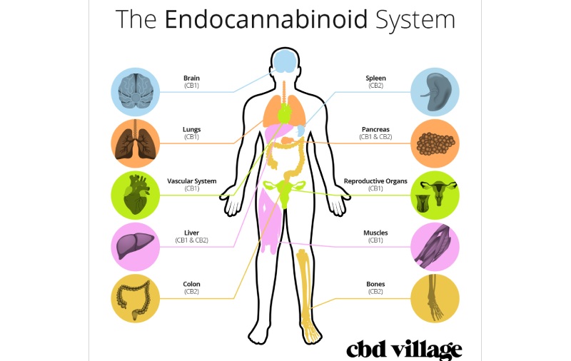 endocanabidoid system human cbd village main